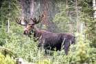 USA-Colorado-Cameron Pass Shiras male moose grazing in forest Art Print